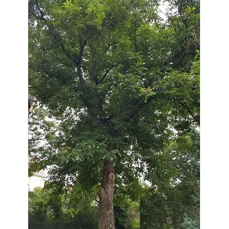 Am Nussbaum Appartamento Kleinhennersdorf